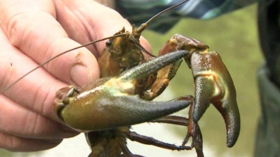 American signal crayfish