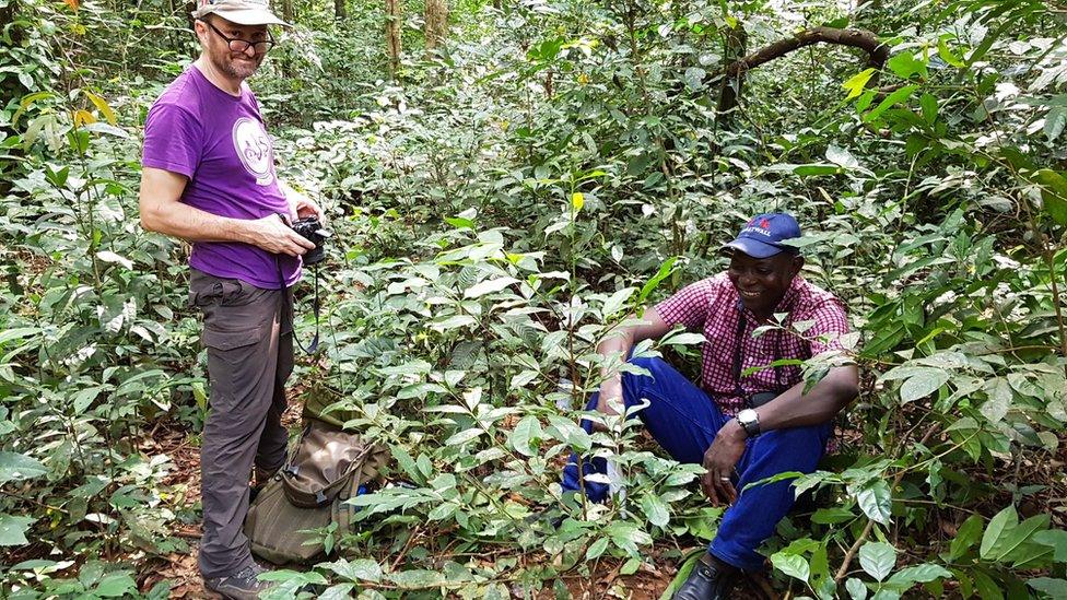 Stenophylla was re-discovered growing wild in Sierra Leone after a search of remote forests