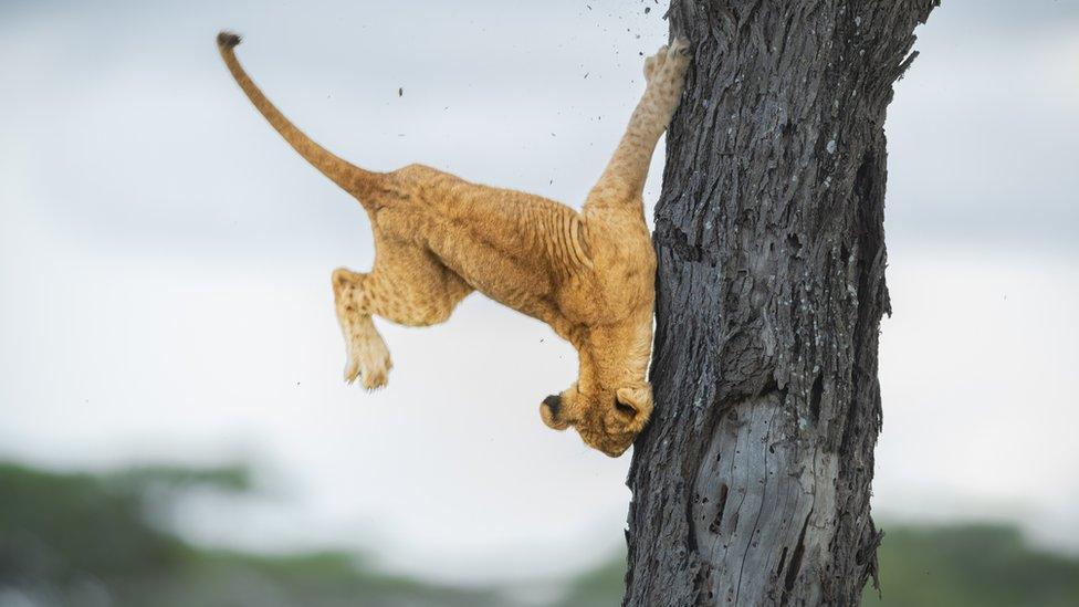 Lion cub running into a tree