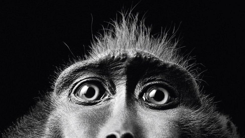 A monkey looking down the lens of the camera at photographer, Tim Flach. (Monkey Eyes, 2001)