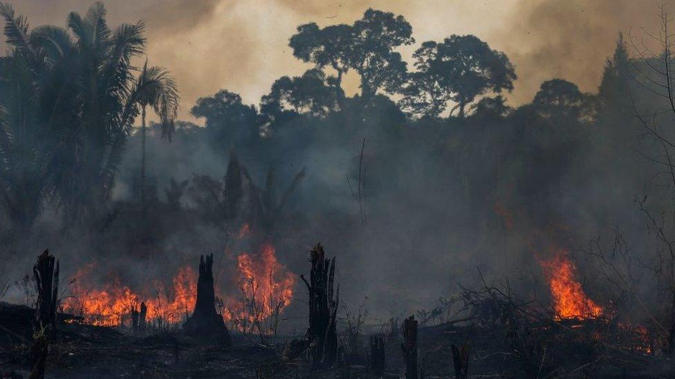 A forest with trees cut down on fire