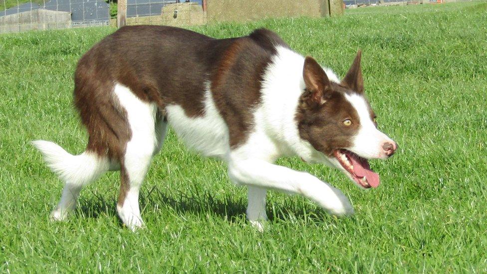 Rosie the collie