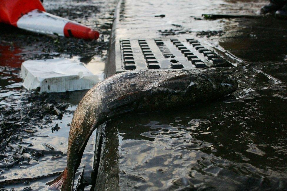 Stranded fish on Brightside Lane, Sheffield