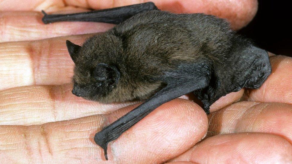 Nathusius' pipistrelle