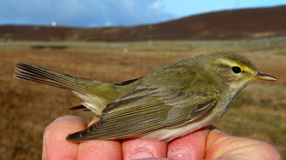 Willow Warbler