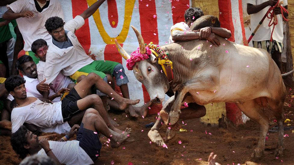 All eyes on the bull - contestants at a Jallikattu contest in Tamil Nadu (file photo)