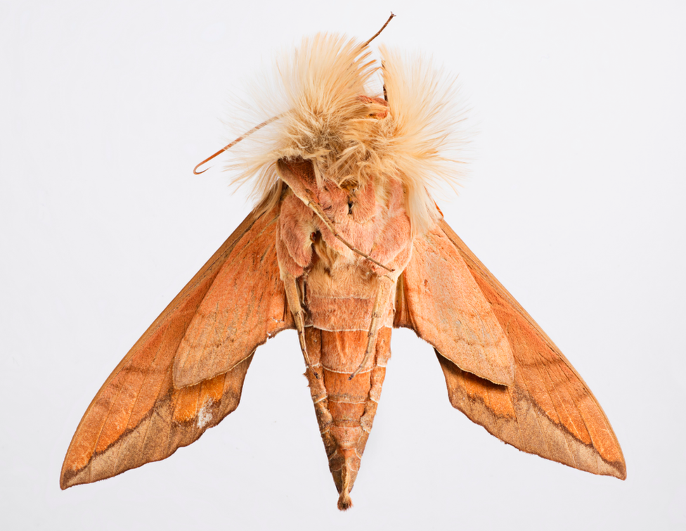 Anchemola sphinx moth