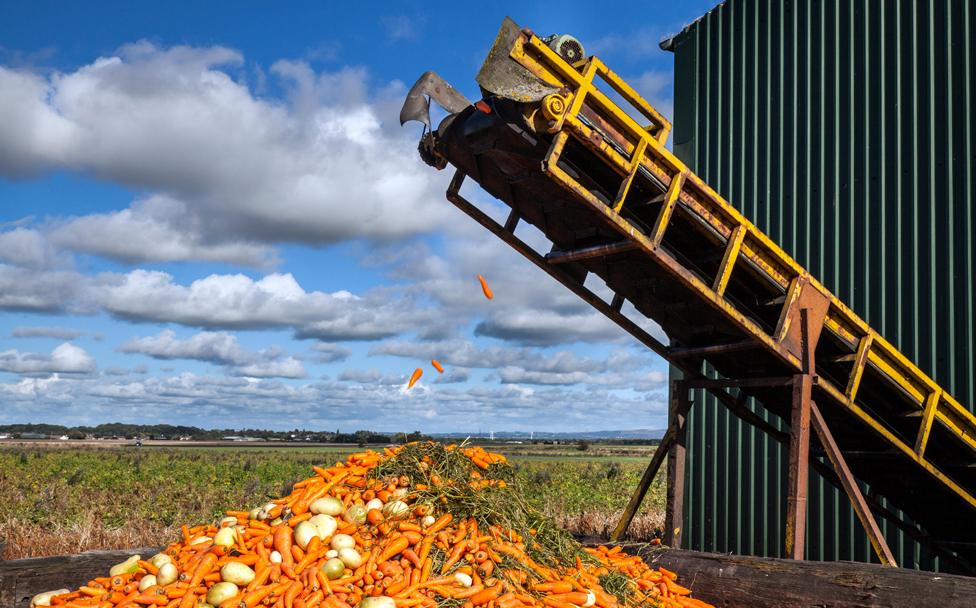 Rejected carrots - Vegetable farmer processing his carrot harvest in Burscough, Lancashire