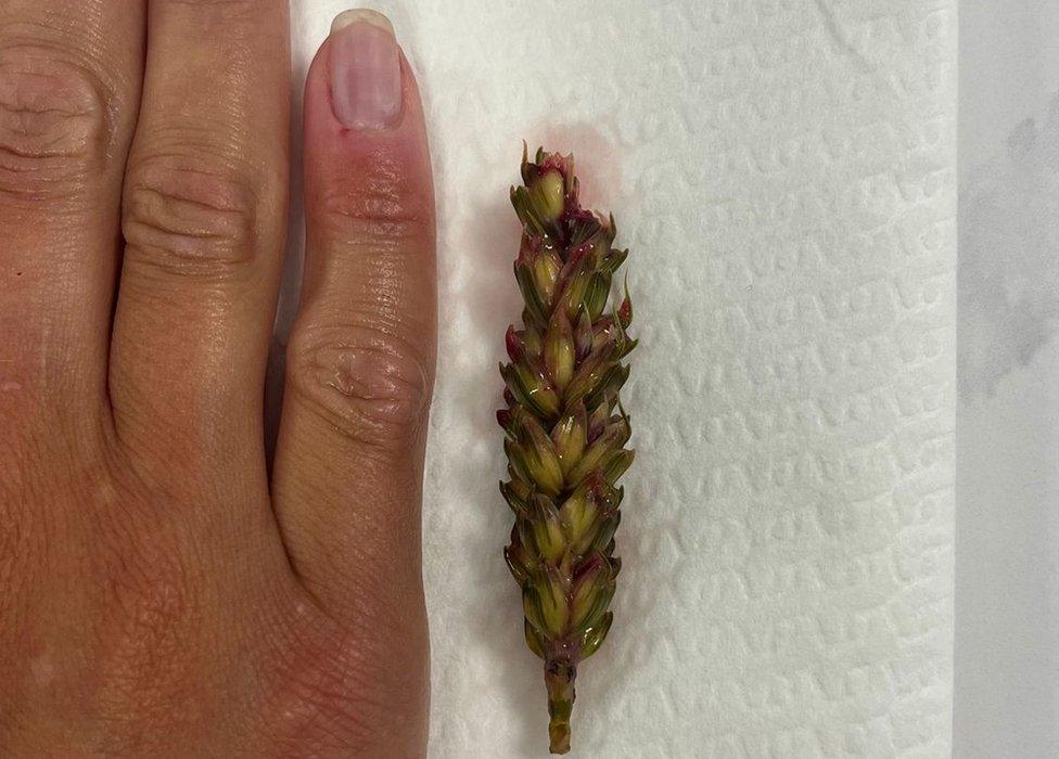 An ear of wheat removed from a dog