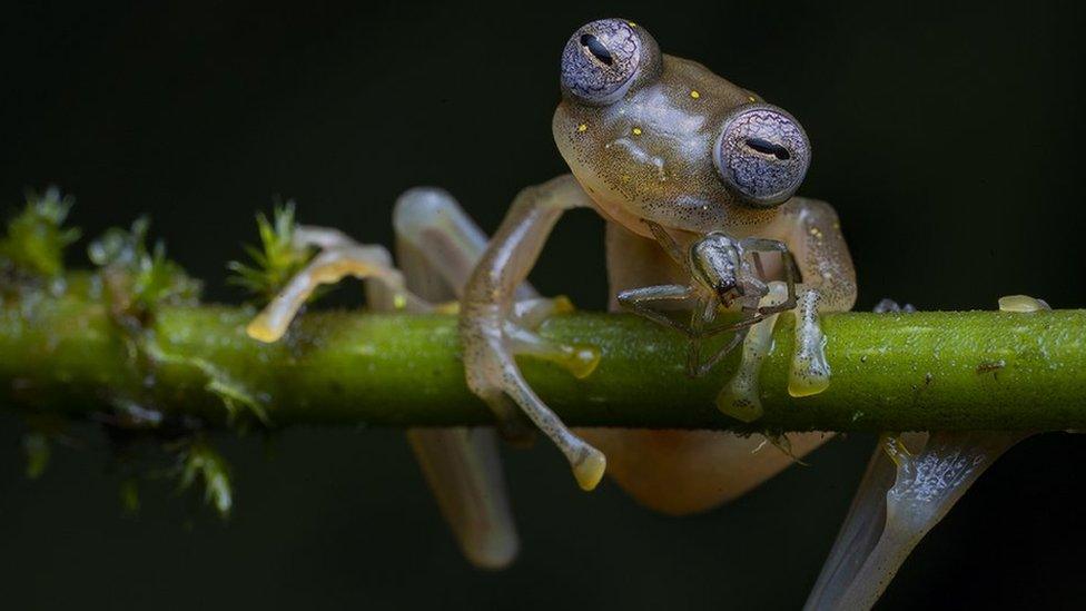 a glass frog snacks on a spider