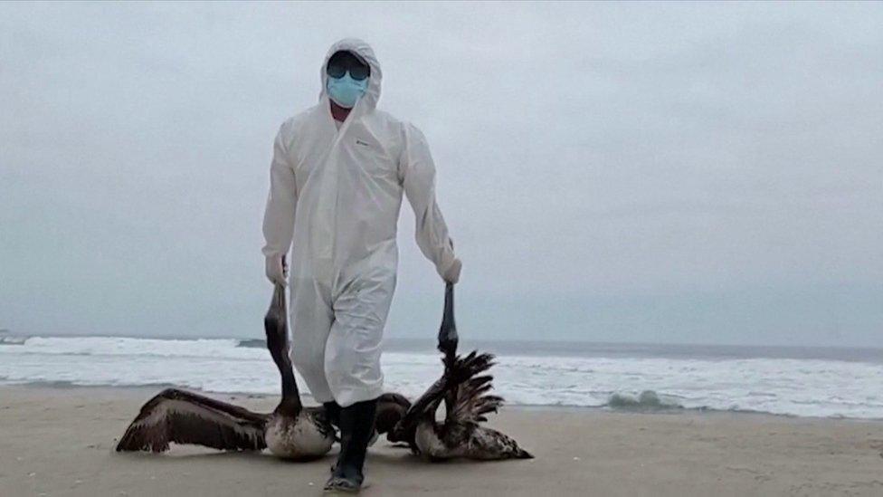 A man in protective clothes removes two dead pelicans from a beach in Peru