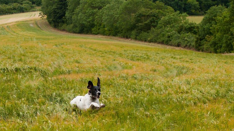 Dog in field