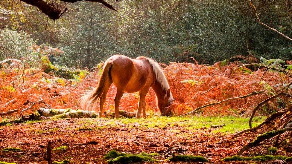 Horse feeding on grass