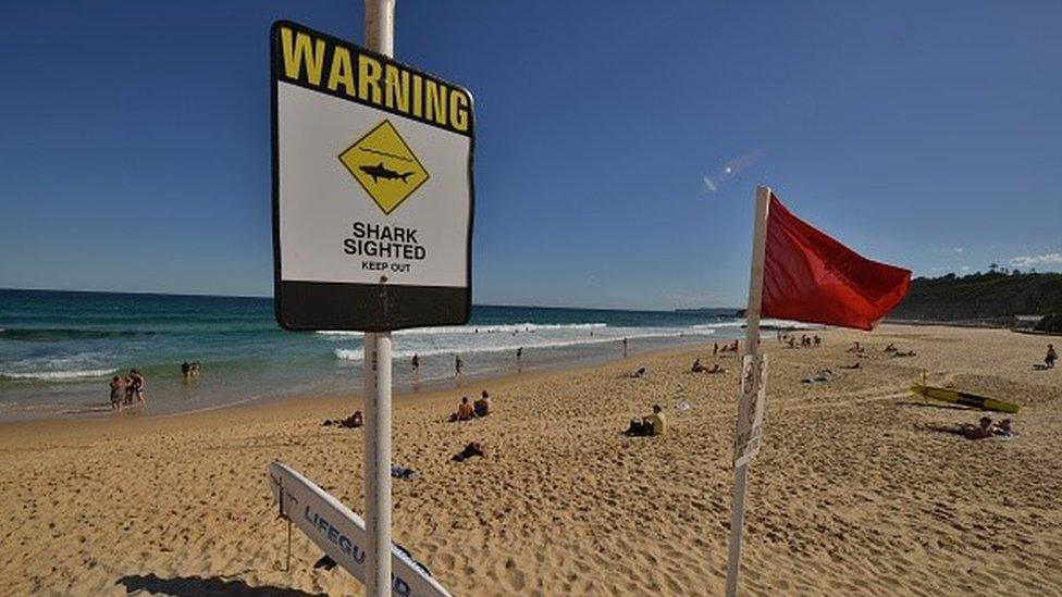 Shark warning signs are seen posted on the beach in the northern New South Wales city of Newcastle on January 17, 2015.