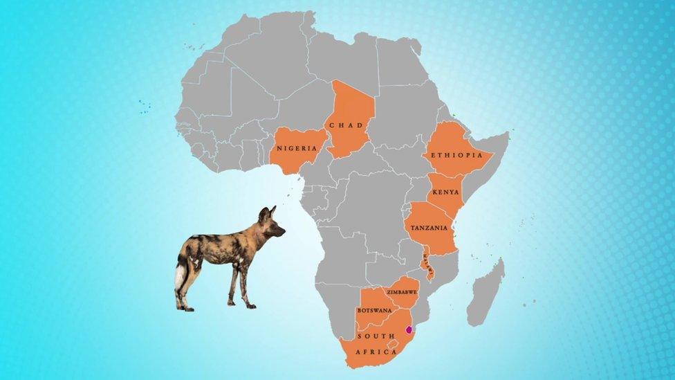 Map showing countries where there still are painted wolves