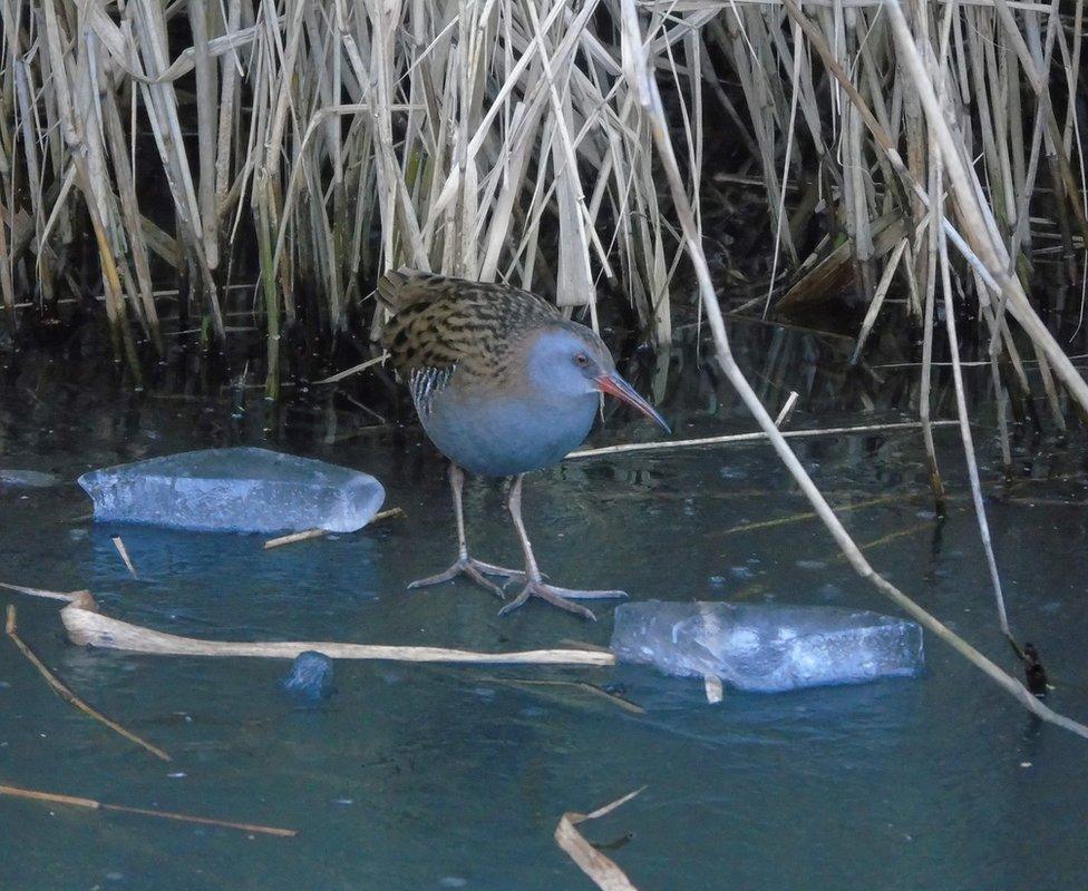 Water Rail bird standing on ice water