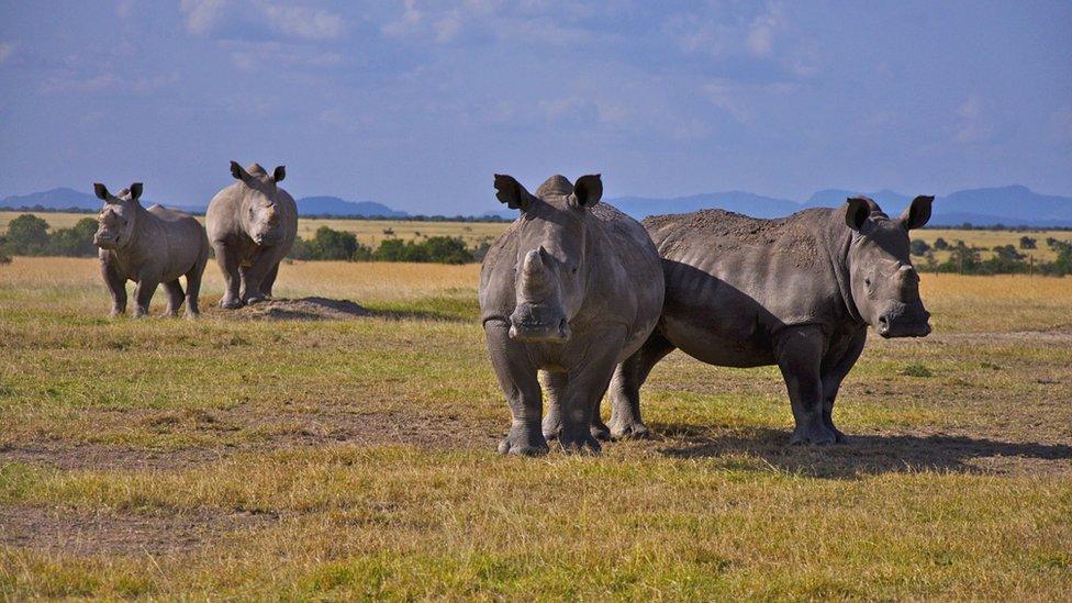 White rhino