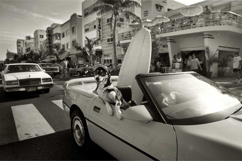 A dog in sunglasses hangs out the side of a car