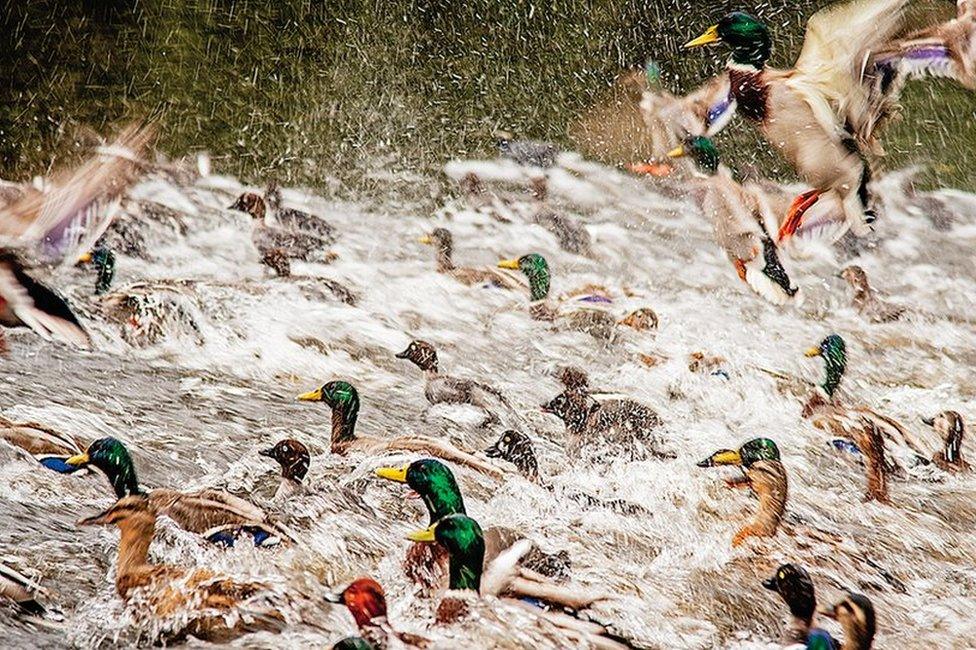 A photo of ducks titled "Duck Stampede" - voted first in Advanced Nature Print