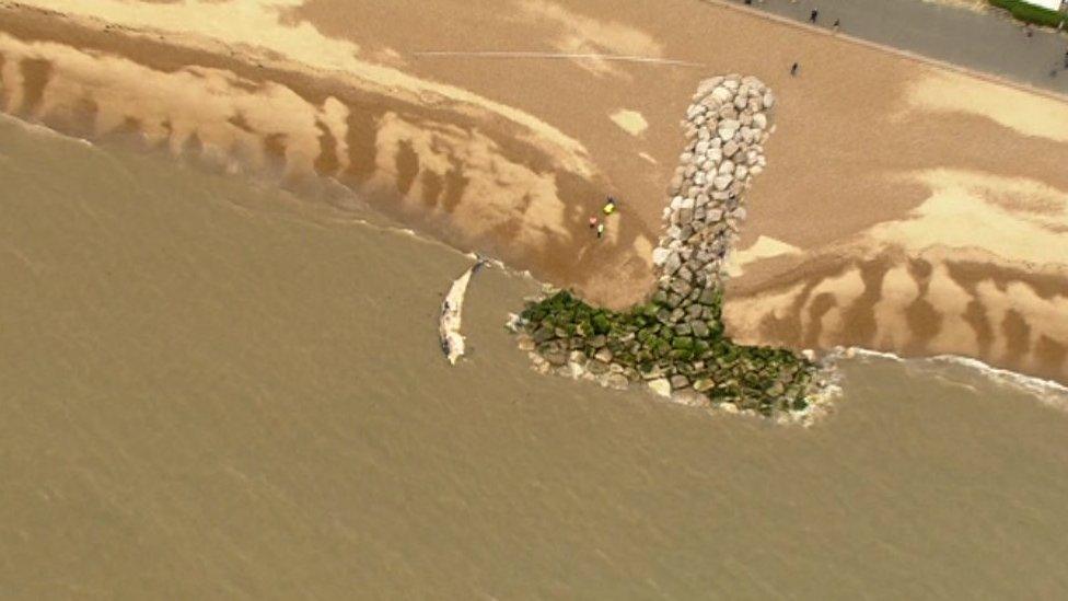 Whale on beach at Felixstowe