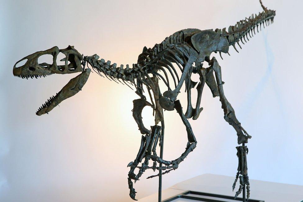 Rare skeleton of a juvenile Allosaurus dinosaur