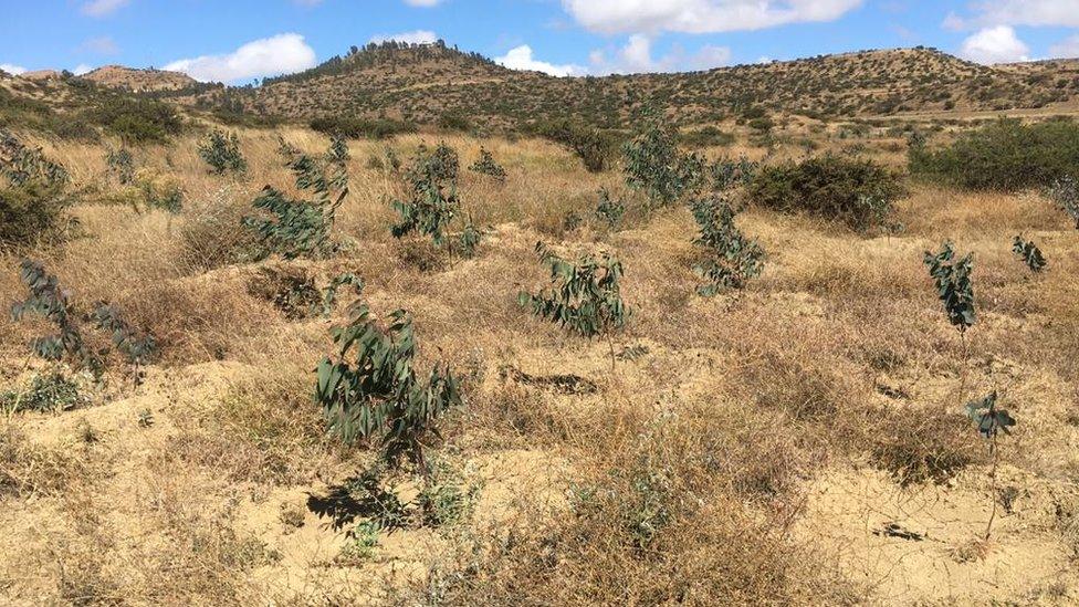 Tree plantation in Tigray province