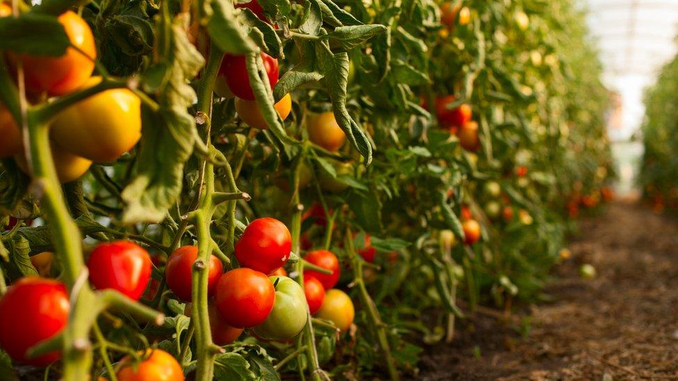 Tomatoes on the vine