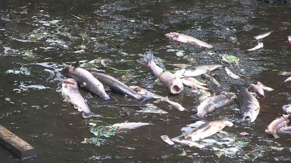 fish dead in river