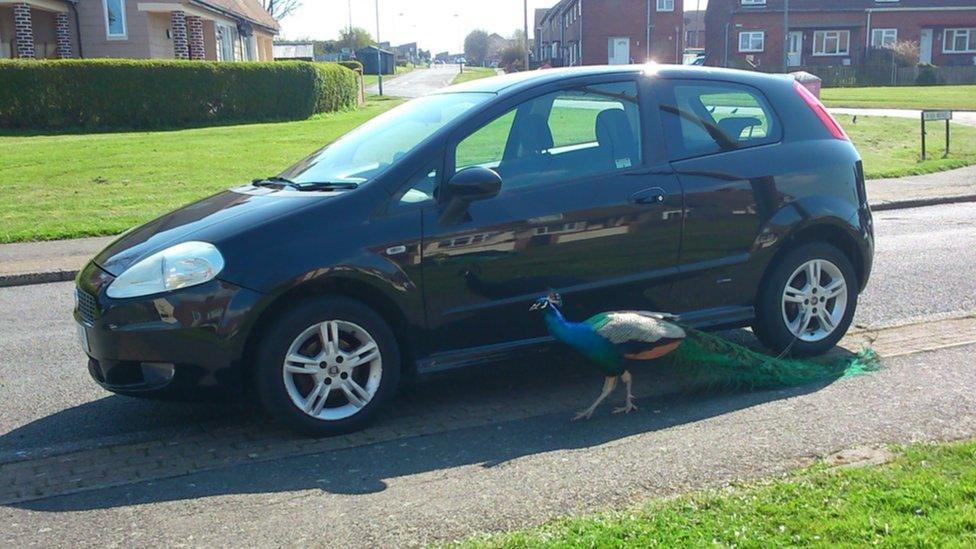 A peacock one Ushaw Moor resident says regularly tries to attack this car