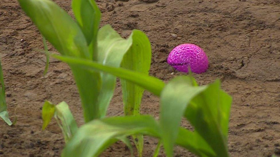 Golf ball in the maize field