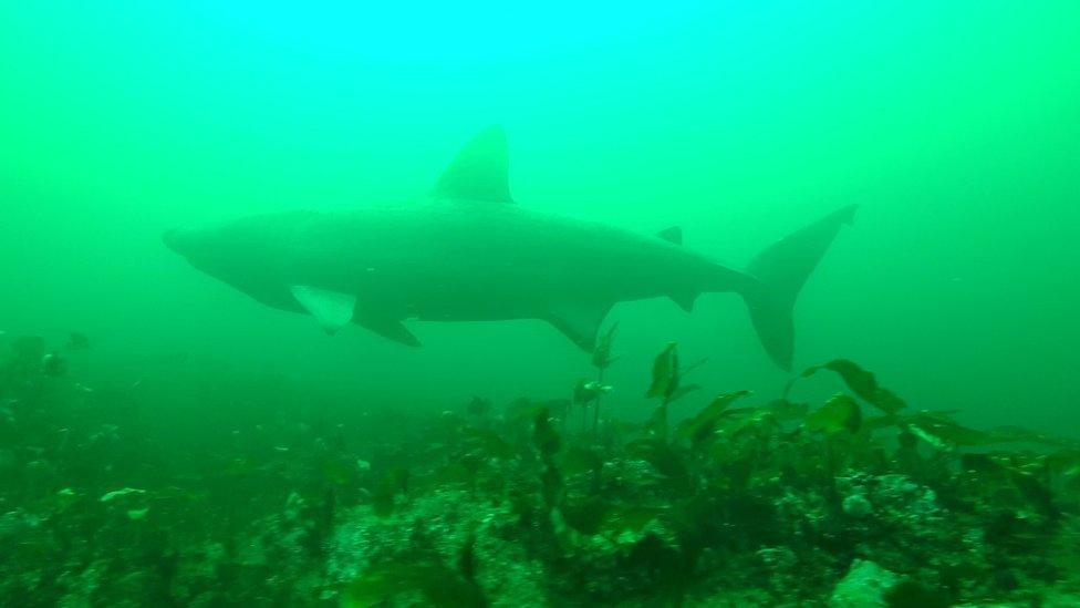 Basking shark