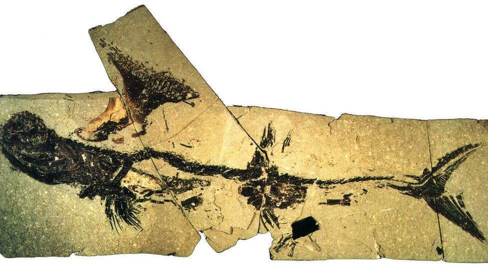 Fossil of Bearden shark