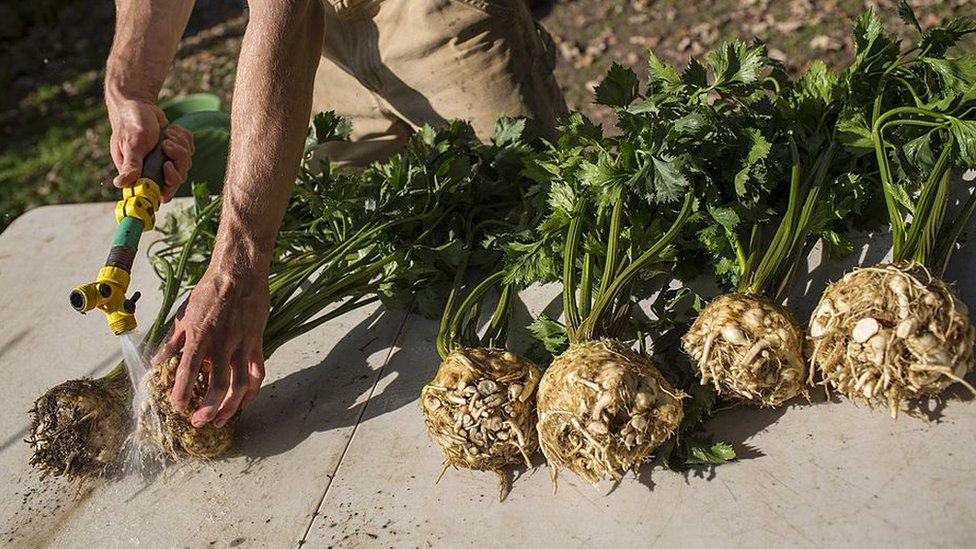 A worker washing celeriac (file picture)