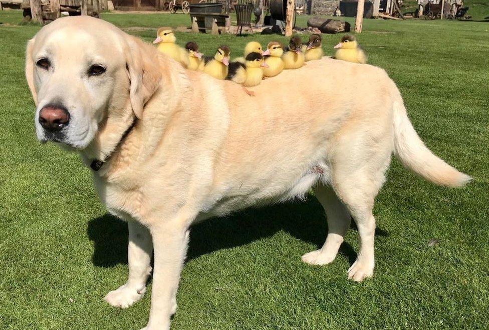 Fred the dog and ducklings