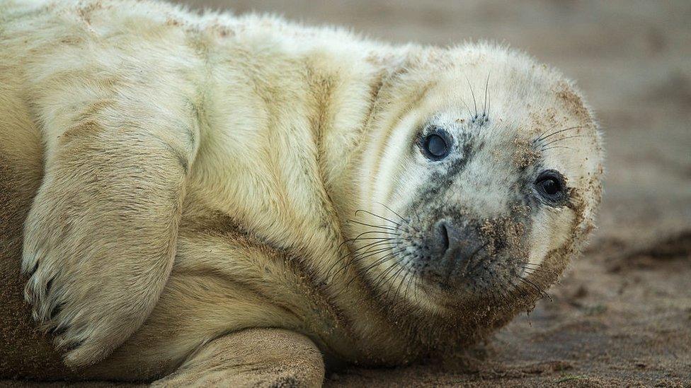 Seal pup in Grimsby