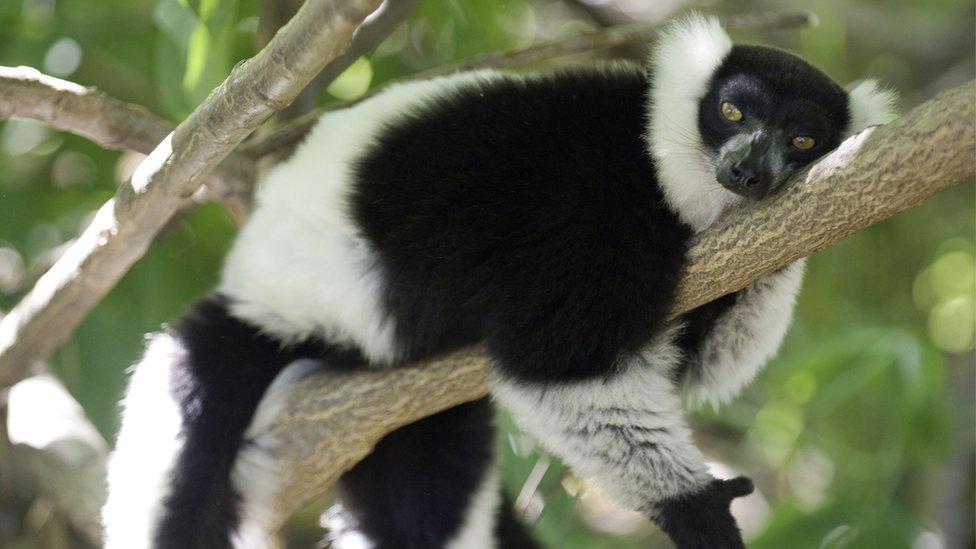 white ruffled lemur