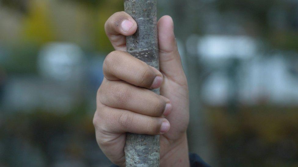 Hand on trunk of rowan tree