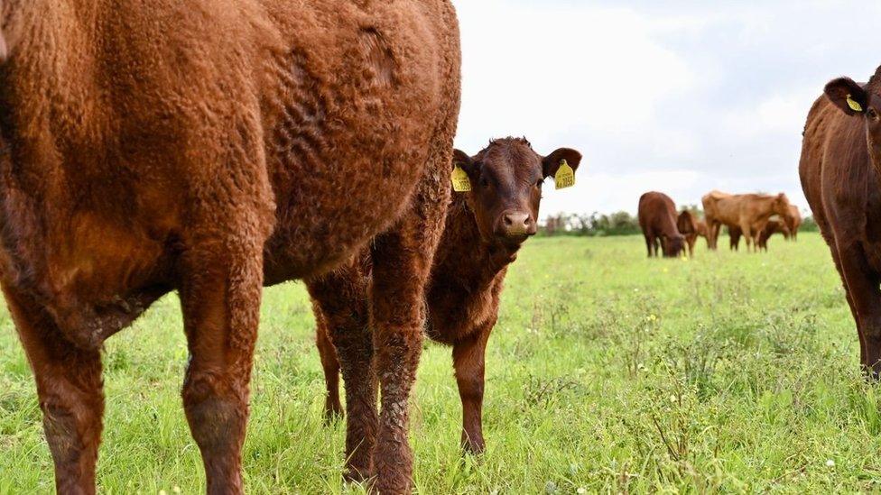 calf with ear tags