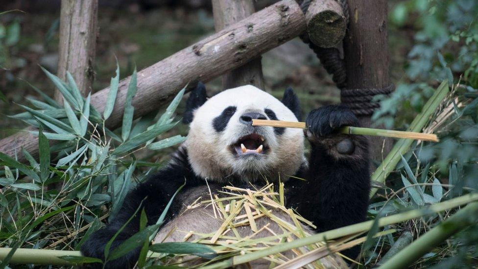 A giant panda eats bamboo at Chengdu Research Base of Giant Panda Breeding