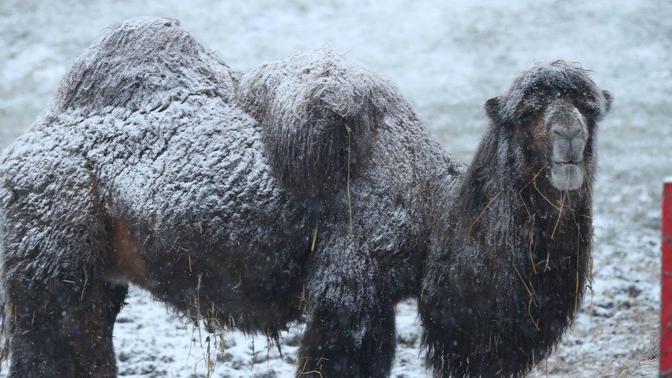 A camel covered in snow