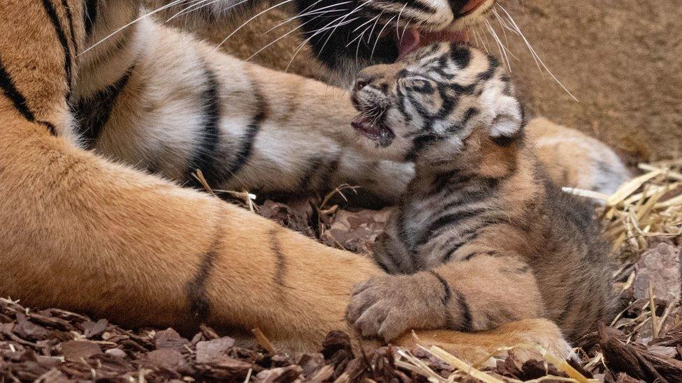 baby-Sumatran-tiger-cubs-london-zoo