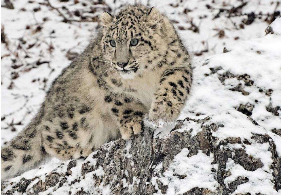 Snow leopard