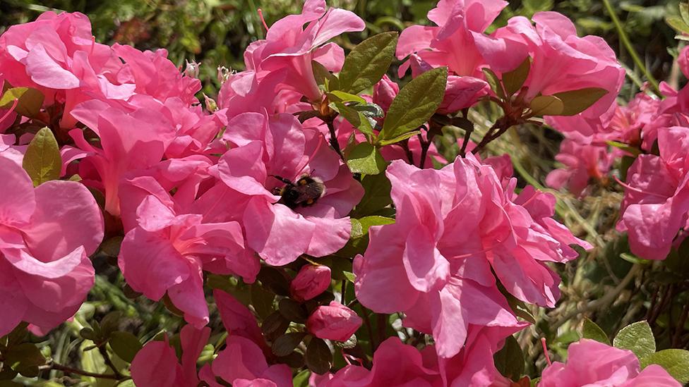 flowers in the garden