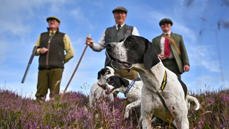 grouse shoot