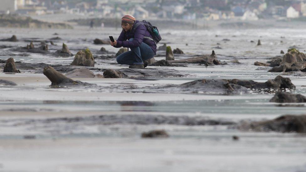 Exposed tree stumps of Borth's underwater forest