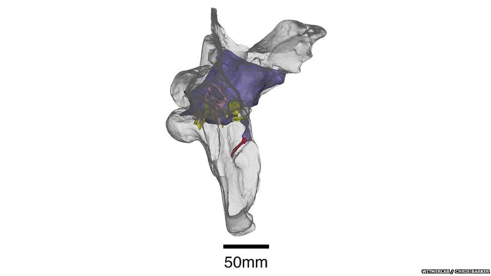 spinosaurus brain 3d model