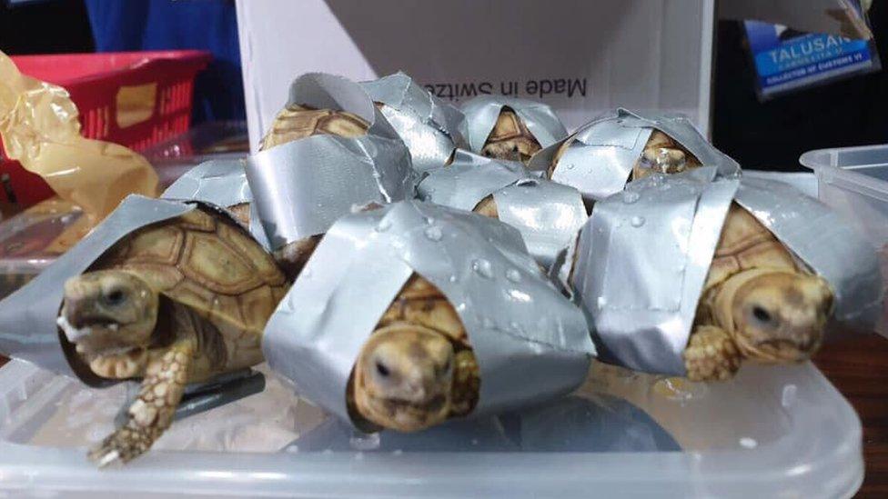 Turtles found at the NAIA