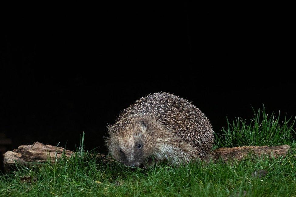 A hedgehog in a garden in Amersham, England