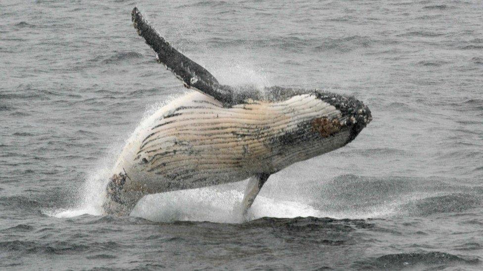 Humpback whale jumping out of the water in the western Antarctic peninsula, file photo 5 March 2016