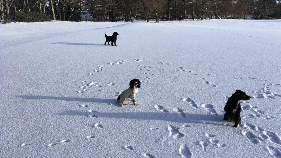 Mikeybarvas sent in this picture of dogs on the golf course at Stornoway on the Isle of Lewis